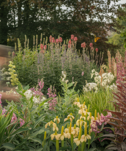 Comment la culture de plantes locales peut-elle contribuer à la biodiversité de notre habitat ?